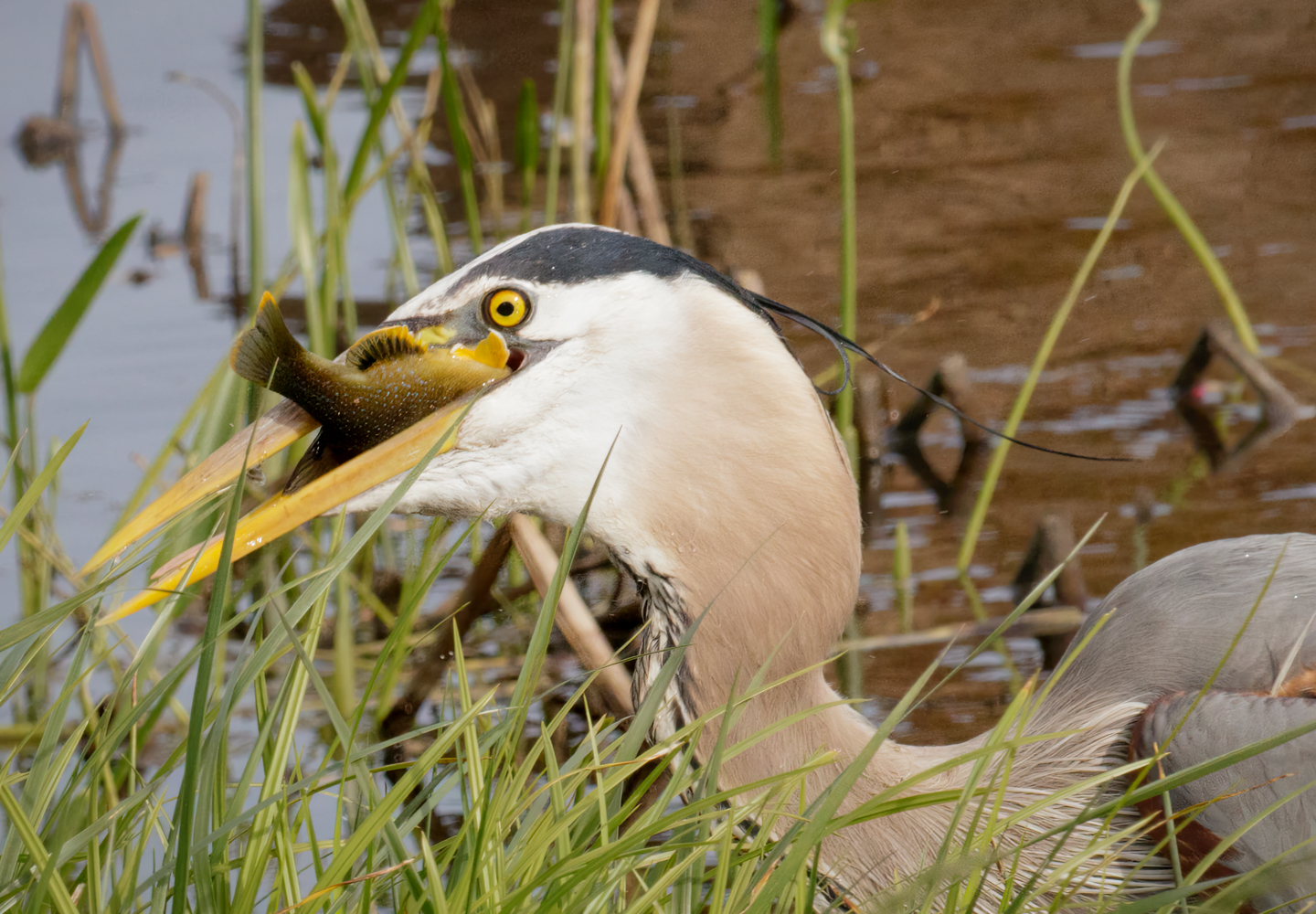 2nd PrizeOpen Nature In Class 2 By Alan Johnston For Be The Heron DEC-2023.jpg